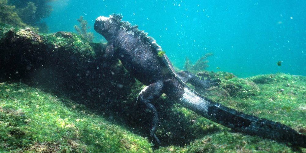 Galapagos Islands hide much more marine life than thought