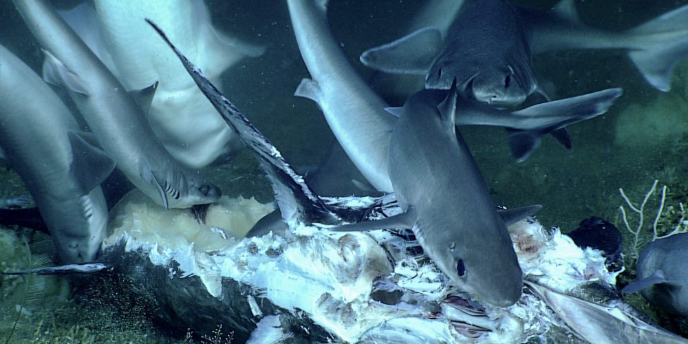 Giant wreck eats whole shark – video