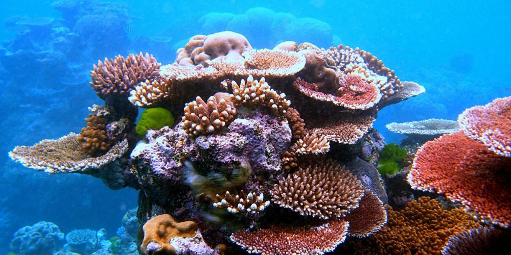 Great Barrier Reef shows highest coral coverage in 36 years