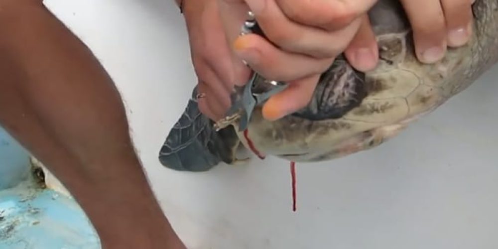 Human thoughtlessness and the suffering of a sea turtle – video