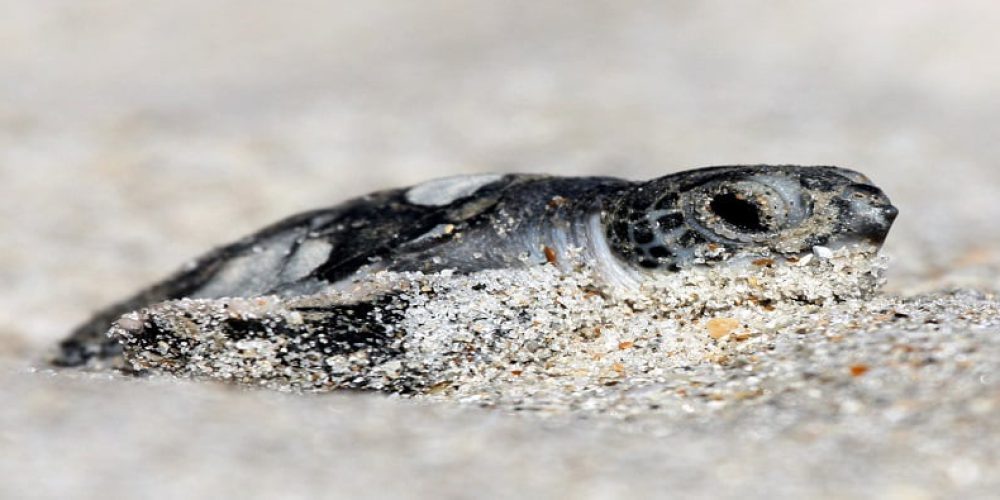 Hurricanes don’t scare sea turtles – a nesting record in Florida!