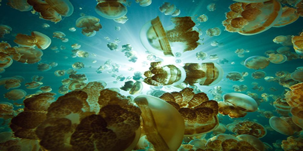 Jellyfish Lake – an amazing lake on Palau – video