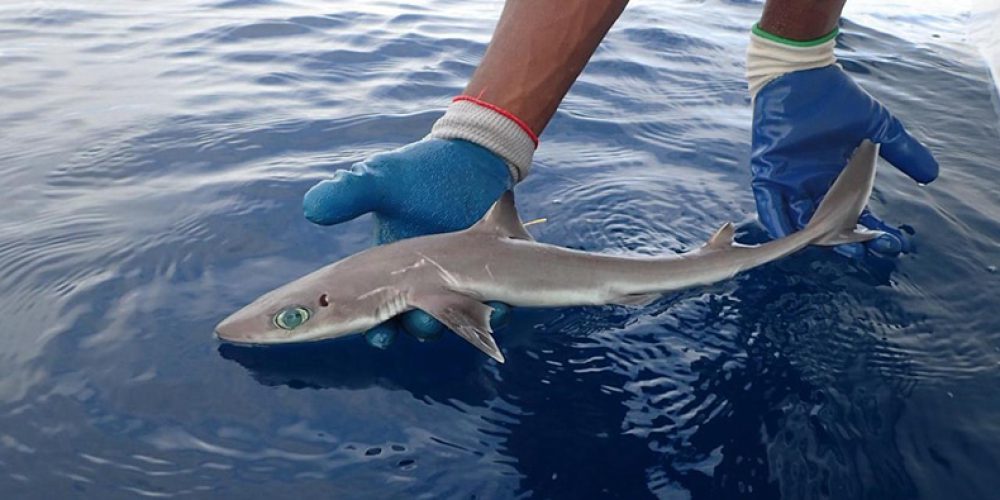 New shark species named after famous ‘Shark Lady’