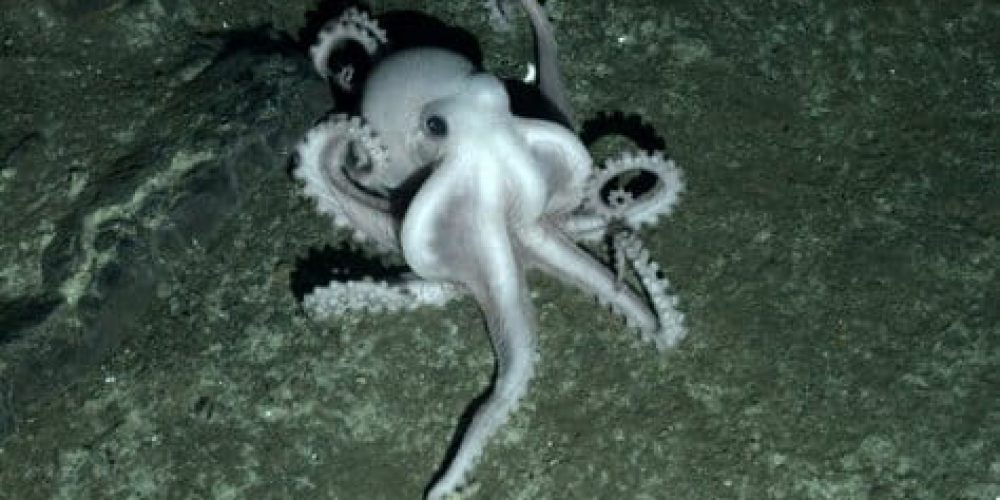 New species discovered in the Antarctic