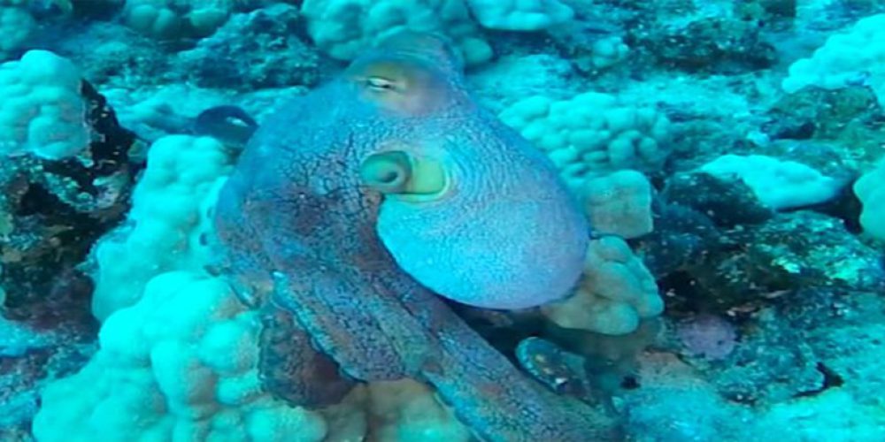Octopus camouflaging itself in an unusual way – video
