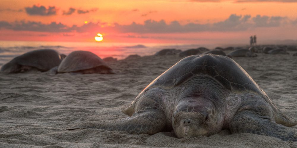 Olive ridley turtles nest peacefully on empty beaches