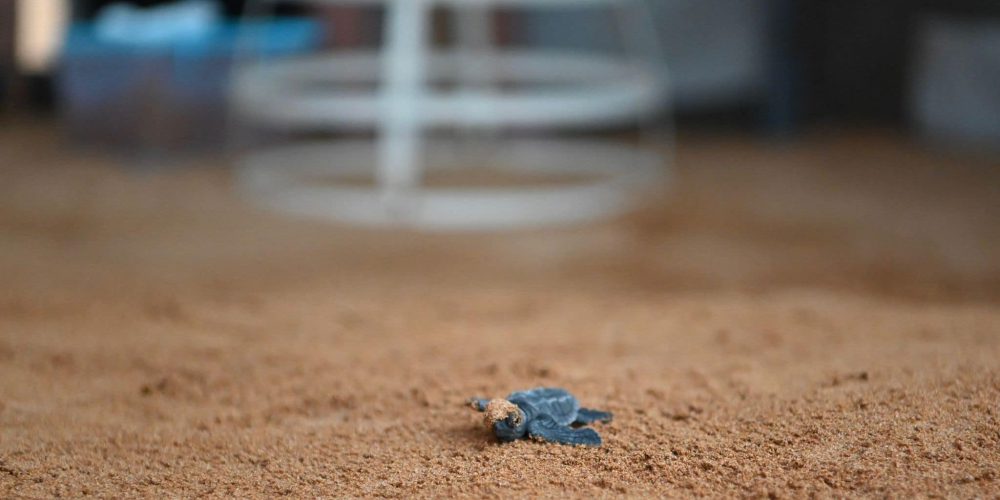 Wonderful news!32 Loggerhead turtles hatched on Malta