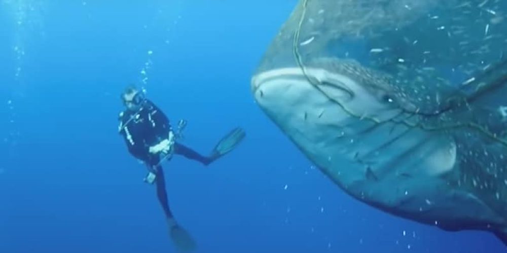 Rescuing whale sharks – video