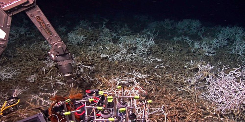 Scientists have discovered a giant deep-sea coral reef – video