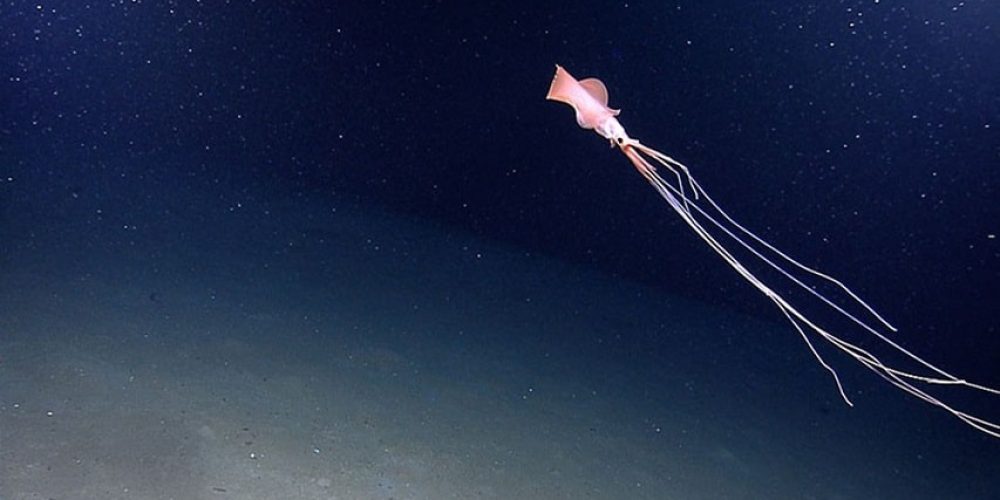 Scientists have found the world’s deepest living squid