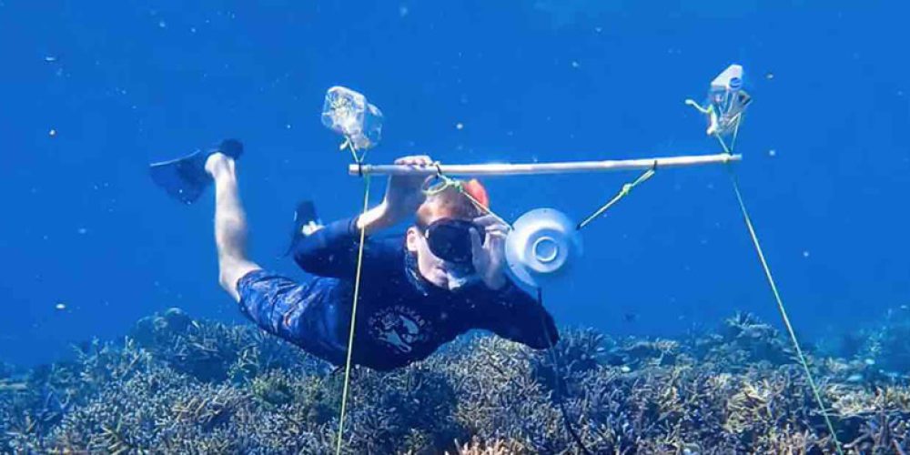 Scientists recreate coral reef using sounds