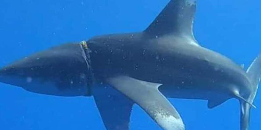 Shark finally freed from rubber collar – video