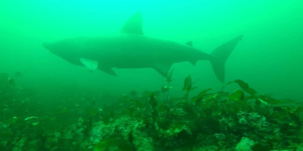 SharkCam has filmed sharks off the coast of Scotland for the first time