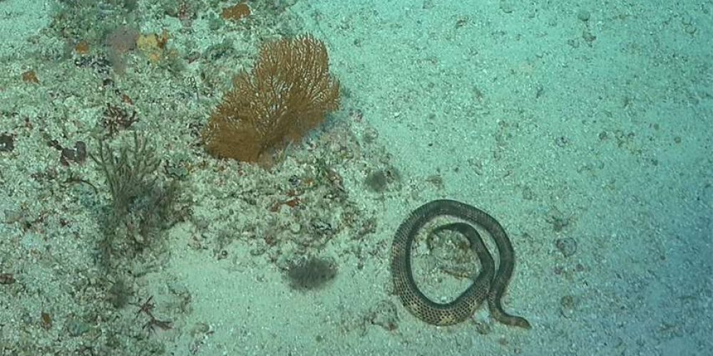 Short-nosed sea snake rediscovered after nearly 25 years