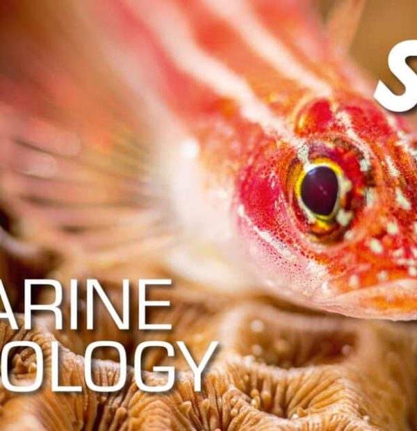 Sign up for the free SSI Marine Ecology course