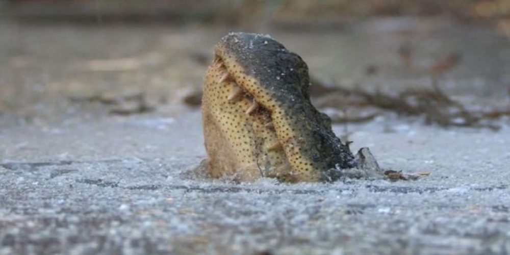 The harsh winter “froze” even alligators! – video