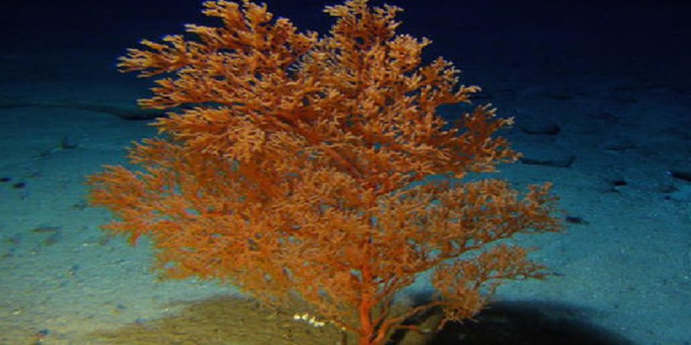 The newly discovered coral could be as old as 4000 years!