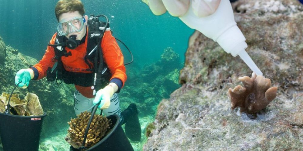 They repair coral reefs using… super glue!