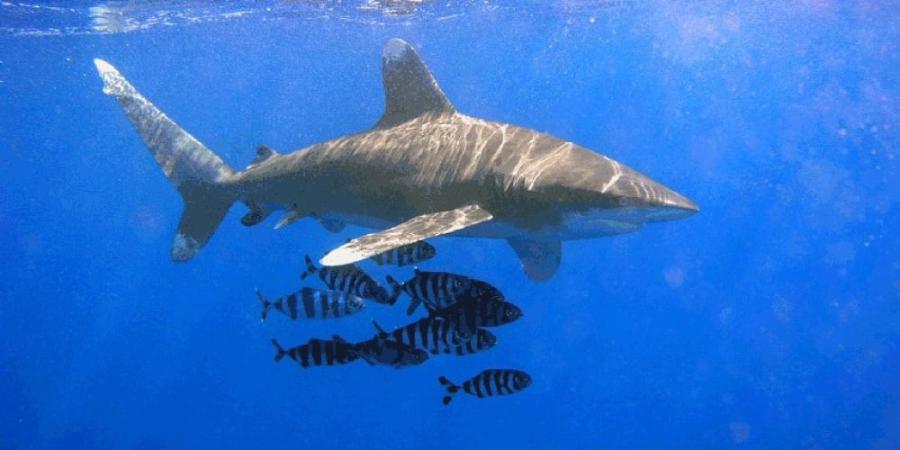 Tragic shark attack in Egypt
