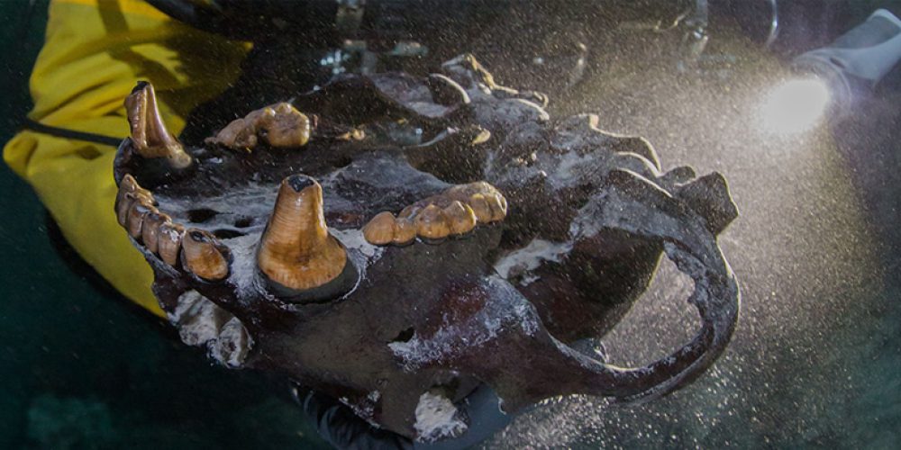 Unusual prehistoric predators found in flooded cave! – video