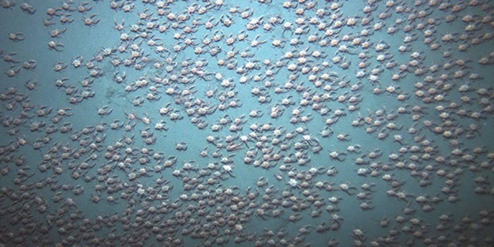 Unusual swarm of crabs observed in ocean depths – video