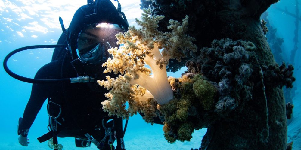Vesper – multifunctional light for Ocean Reef FFM