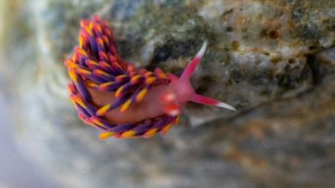 Extremely rare rainbow sea slug spotted in UK