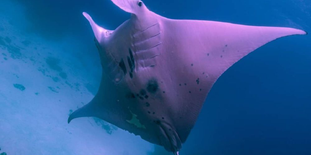 World’s only pink manta spotted again after nearly 3 years
