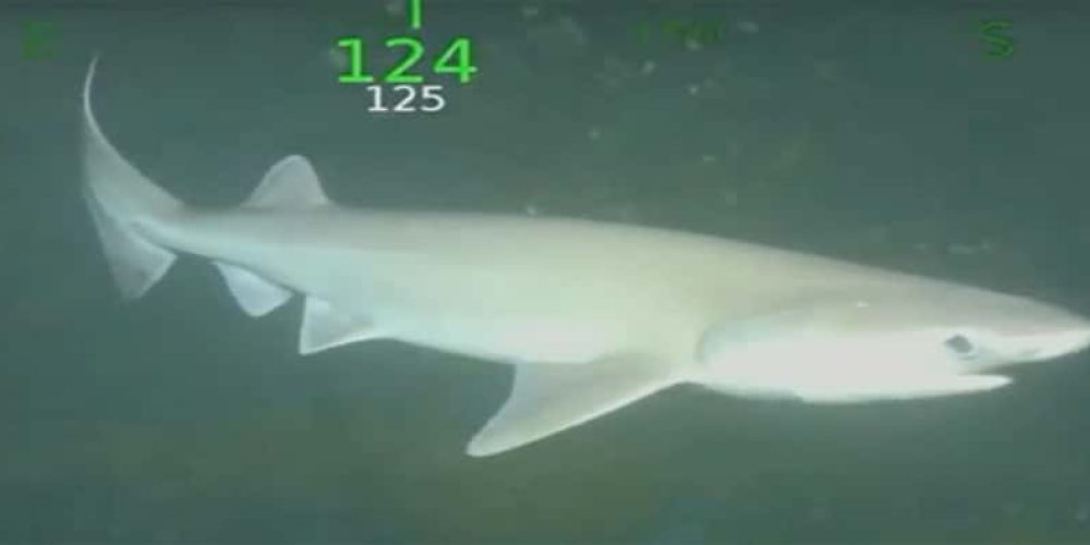 Wreck hunters record extremely rare shark – video
