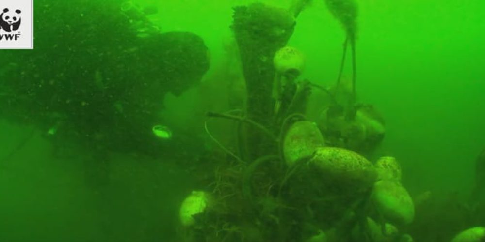 WWF is planning a campaign to remove the backlogged nets from the Baltic Sea!